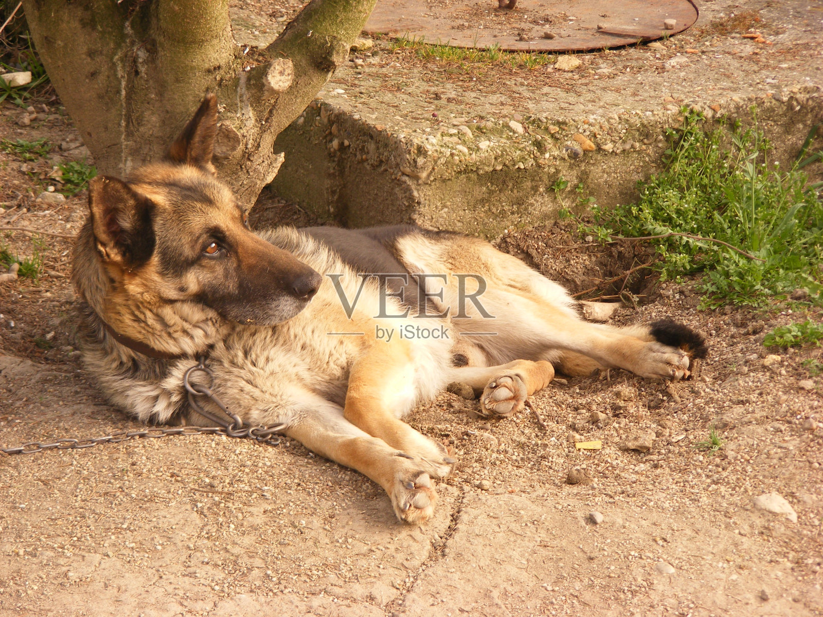 狗在看和看守照片摄影图片