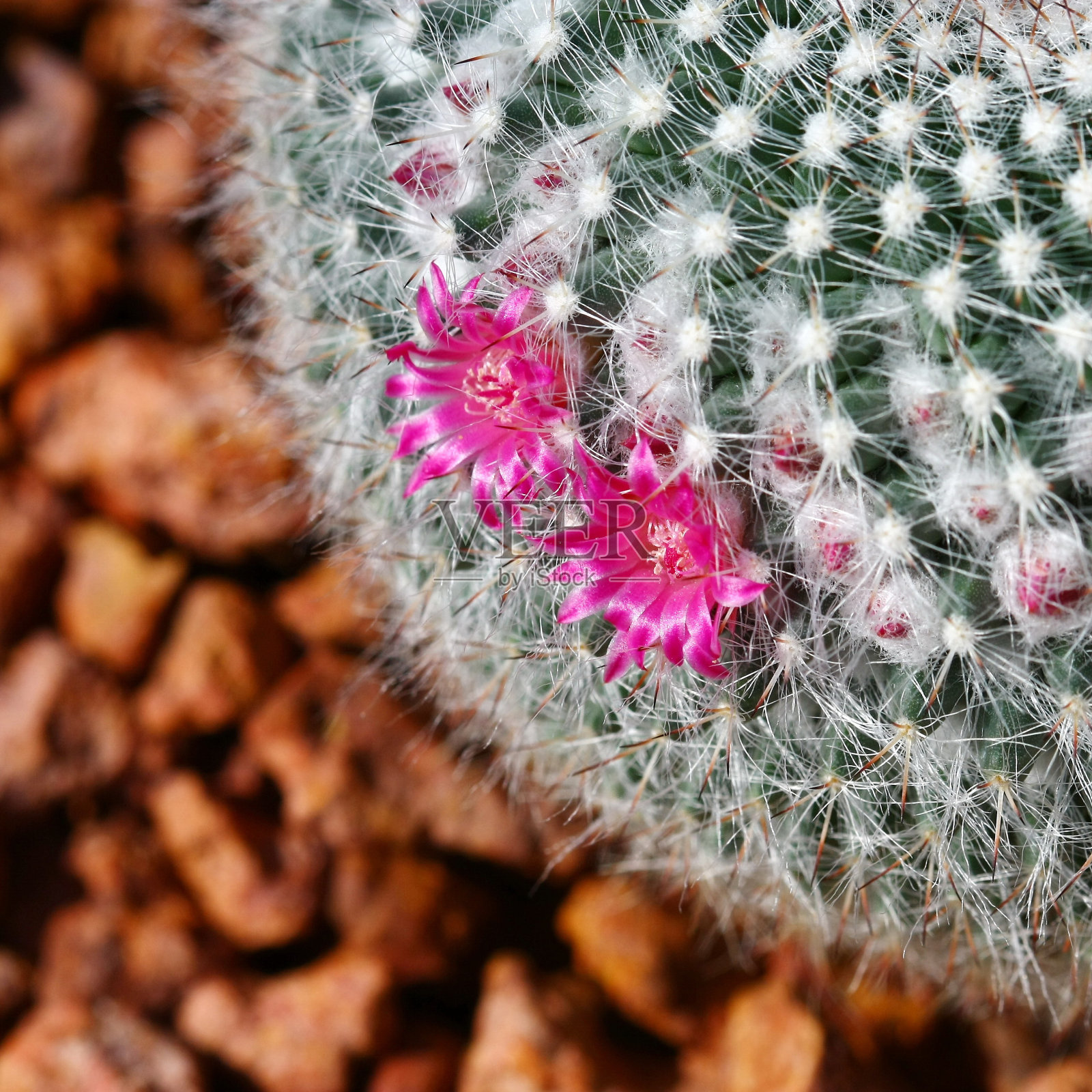 近距离看开粉红花的仙人掌照片摄影图片