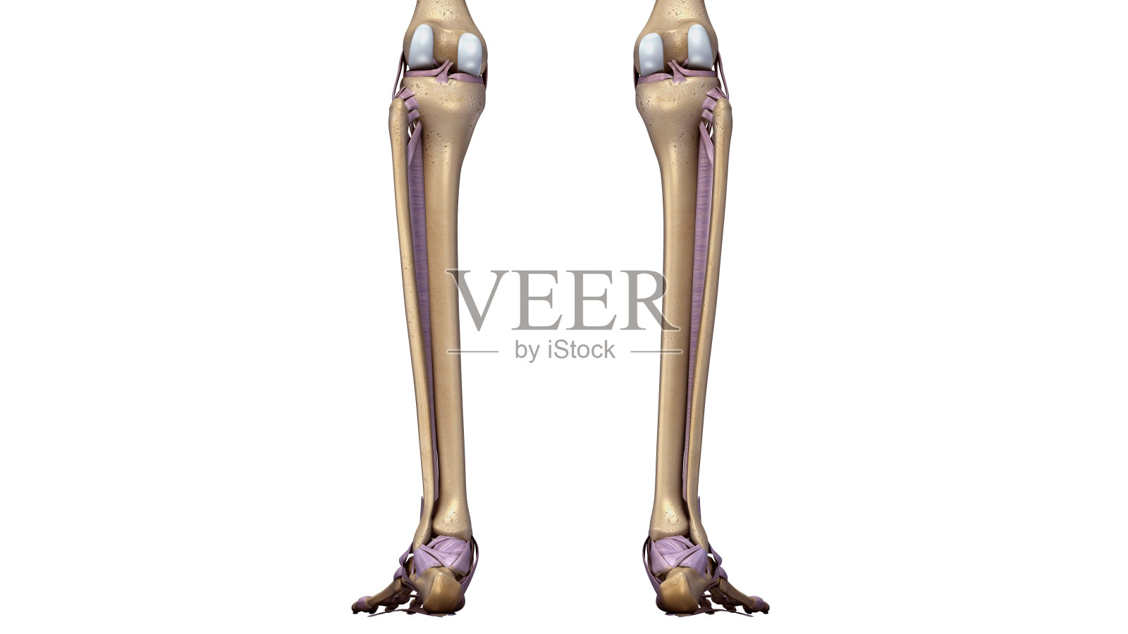背部有韧带的骨架腿设计元素图片