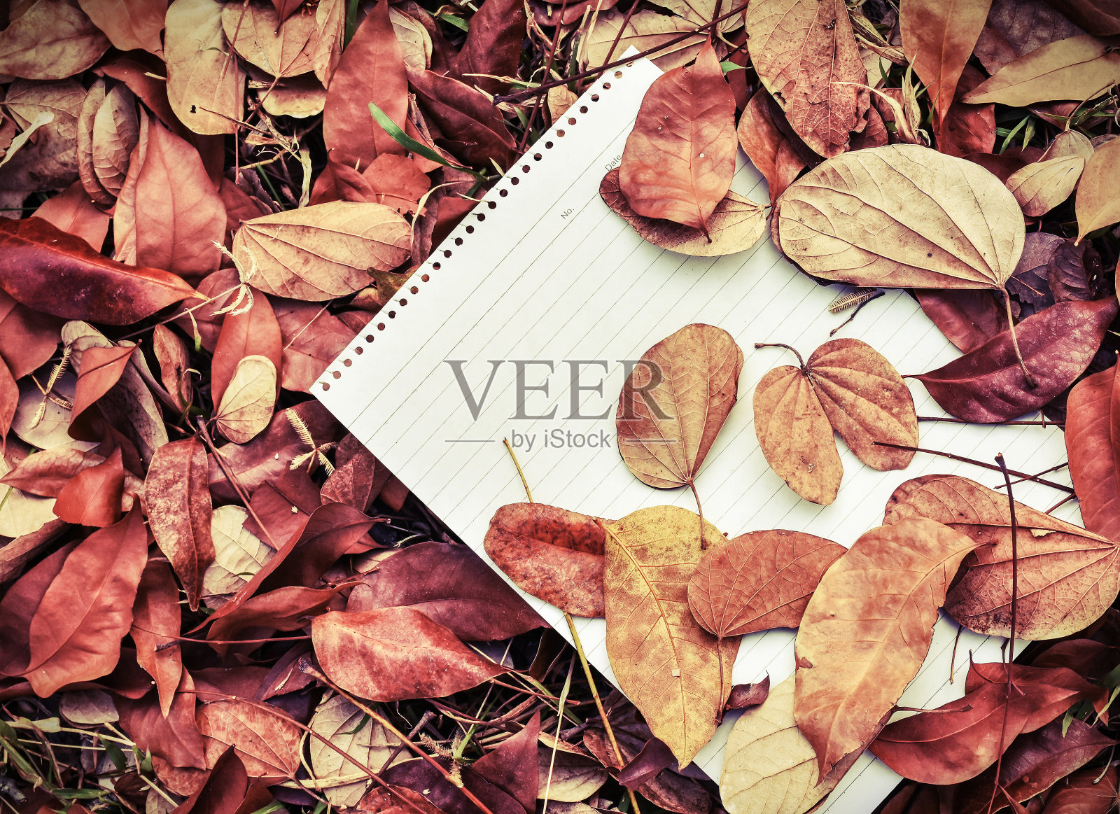 一张空白备忘录上的落叶照片摄影图片