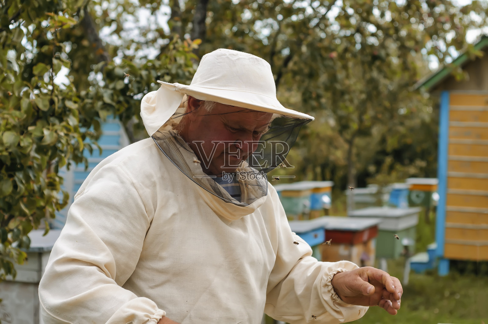 养蜂人在养蜂场里处理蜜蜂和蜂箱照片摄影图片