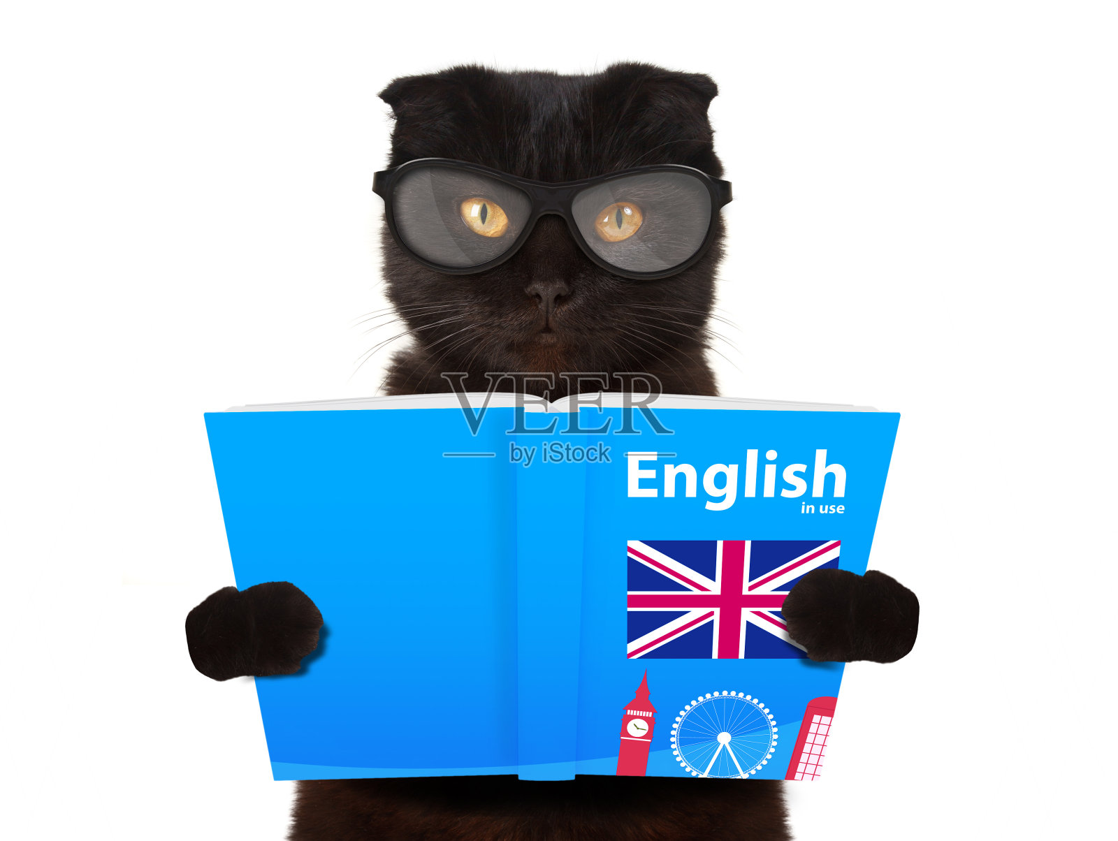 有趣的猫正在学英语。猫在看书。照片摄影图片