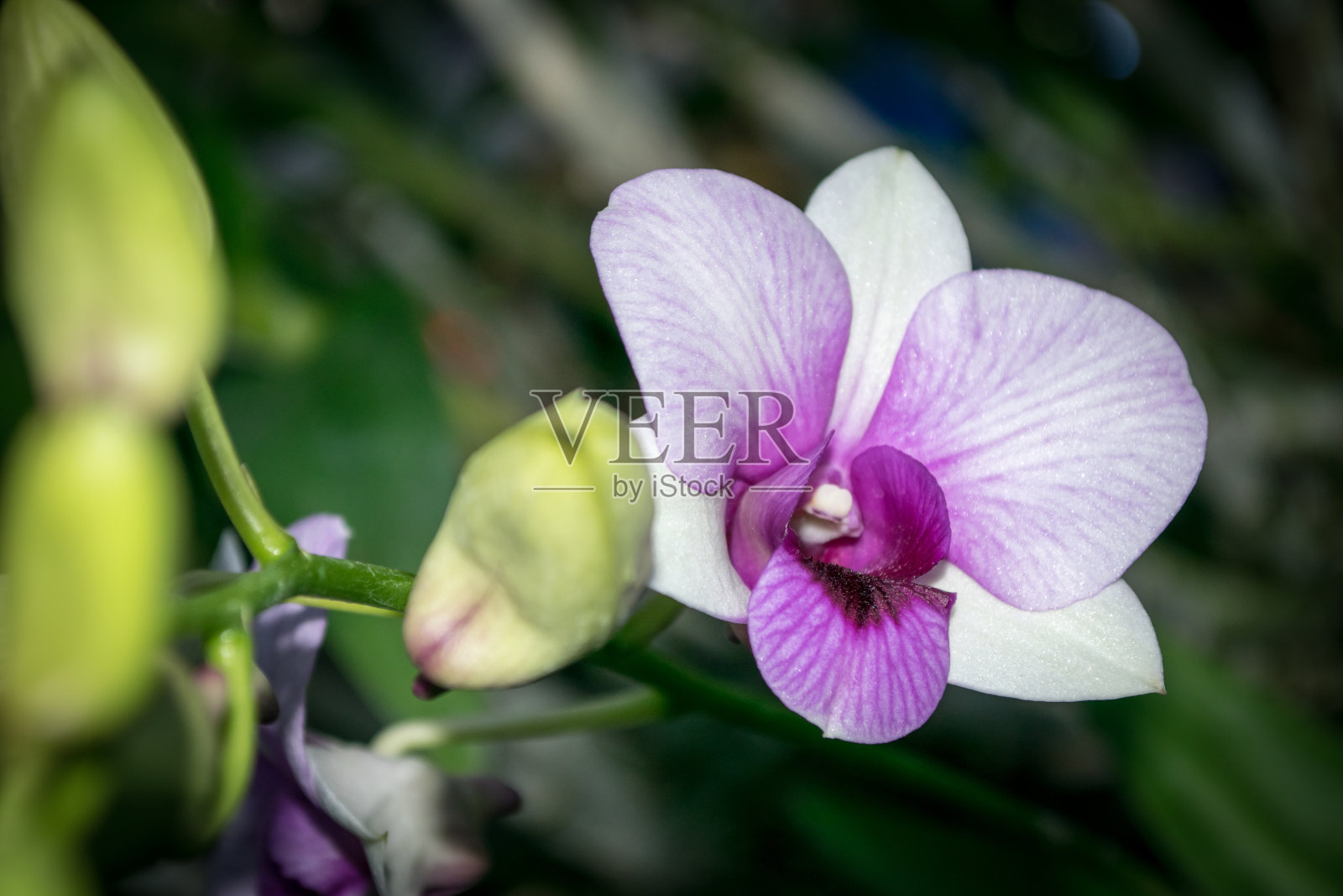 兰花兰兰花兰照片摄影图片