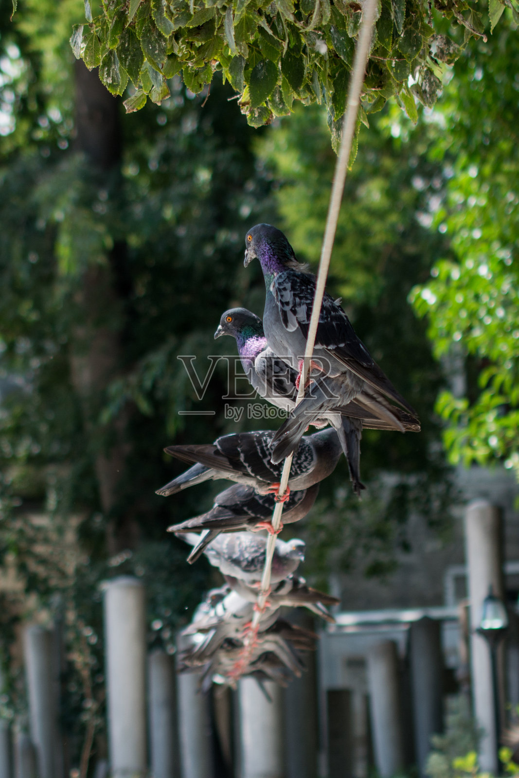 鸽子在街上照片摄影图片