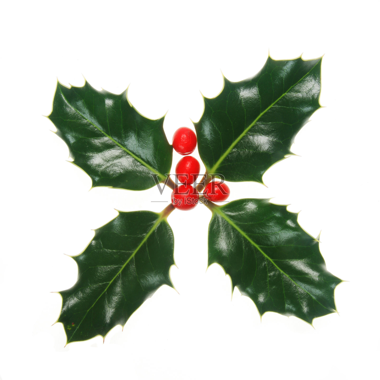 冬青和浆果照片摄影图片