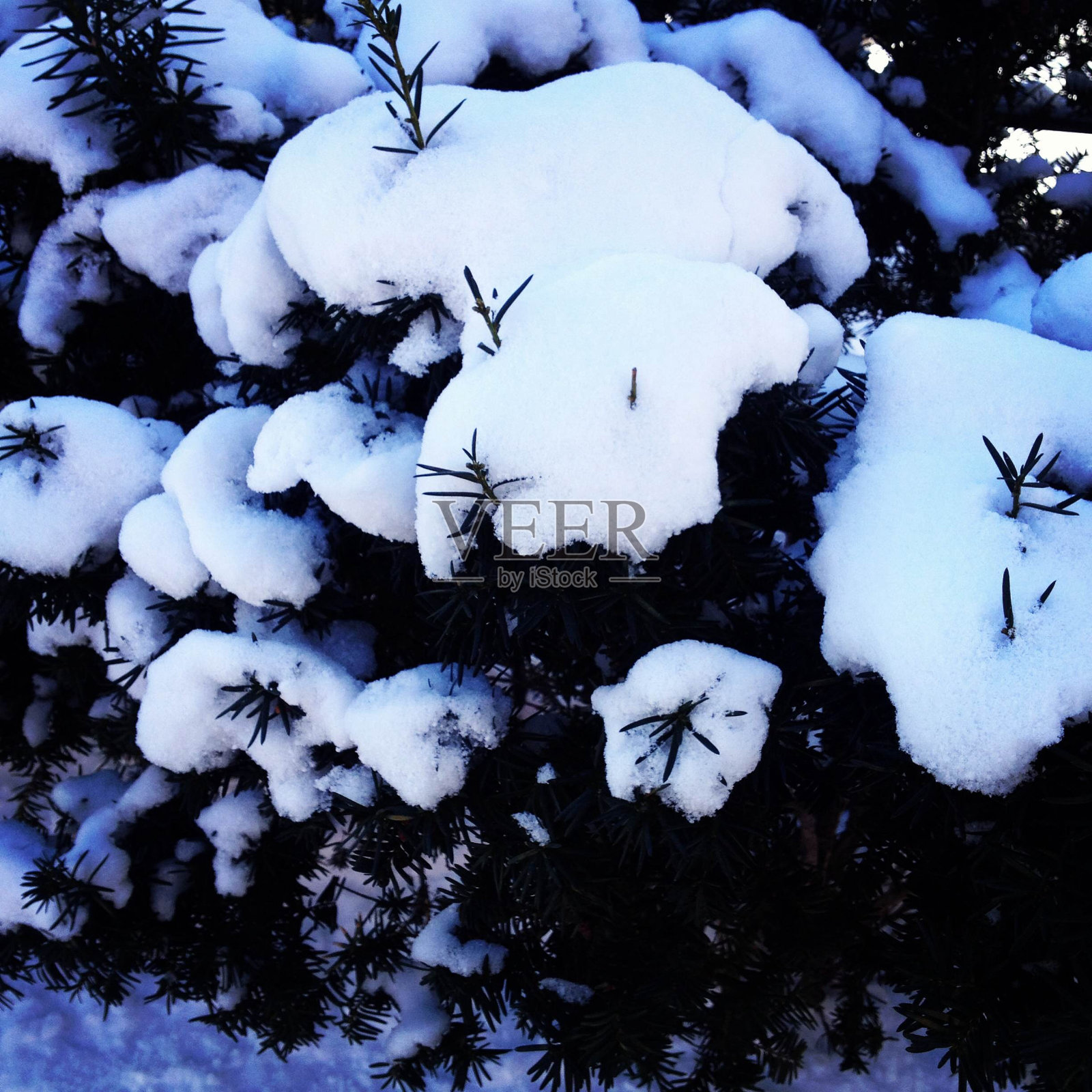 冬天的雪照片摄影图片