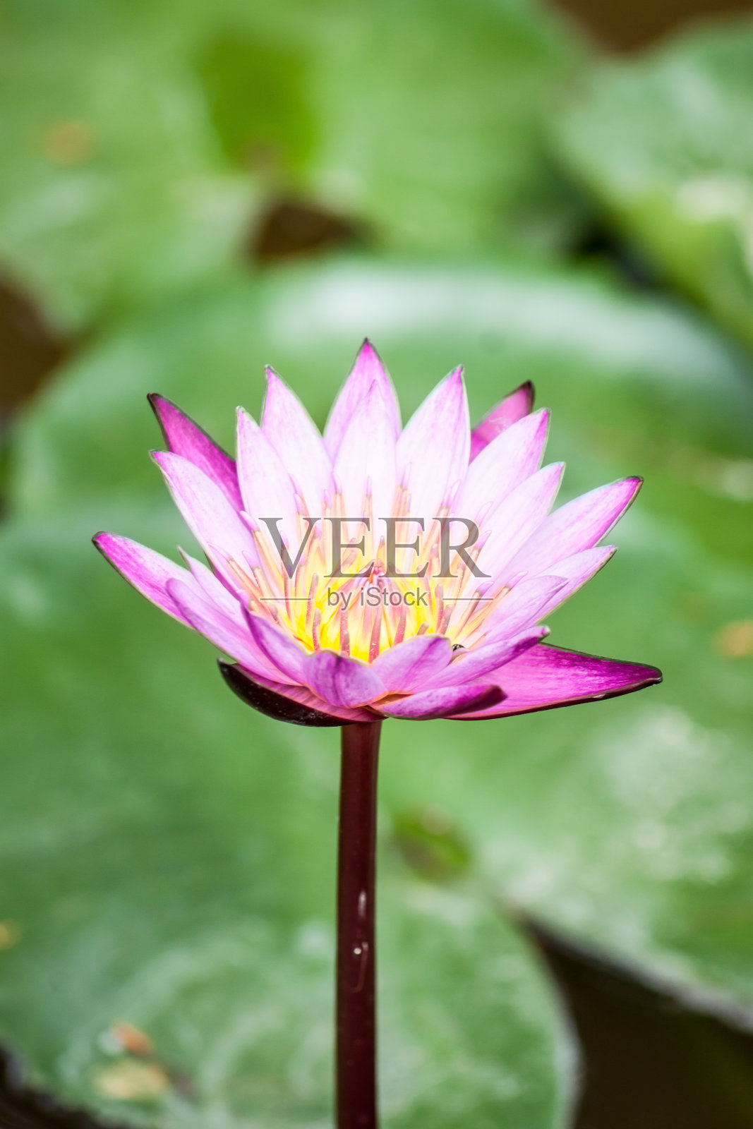 莲花照片摄影图片