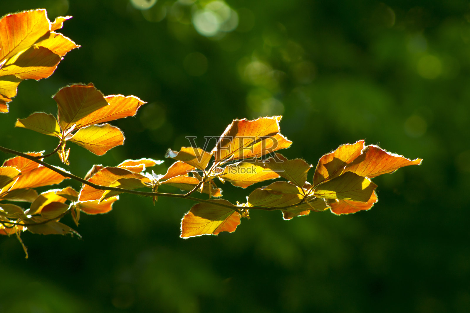 秋天的黄叶照片摄影图片