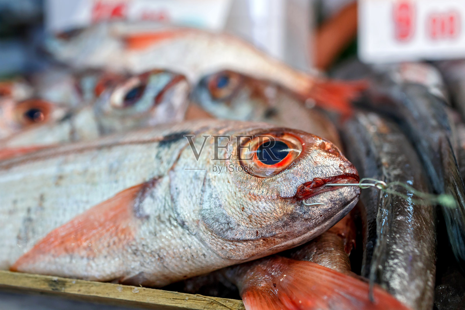 捕到的鱼照片摄影图片