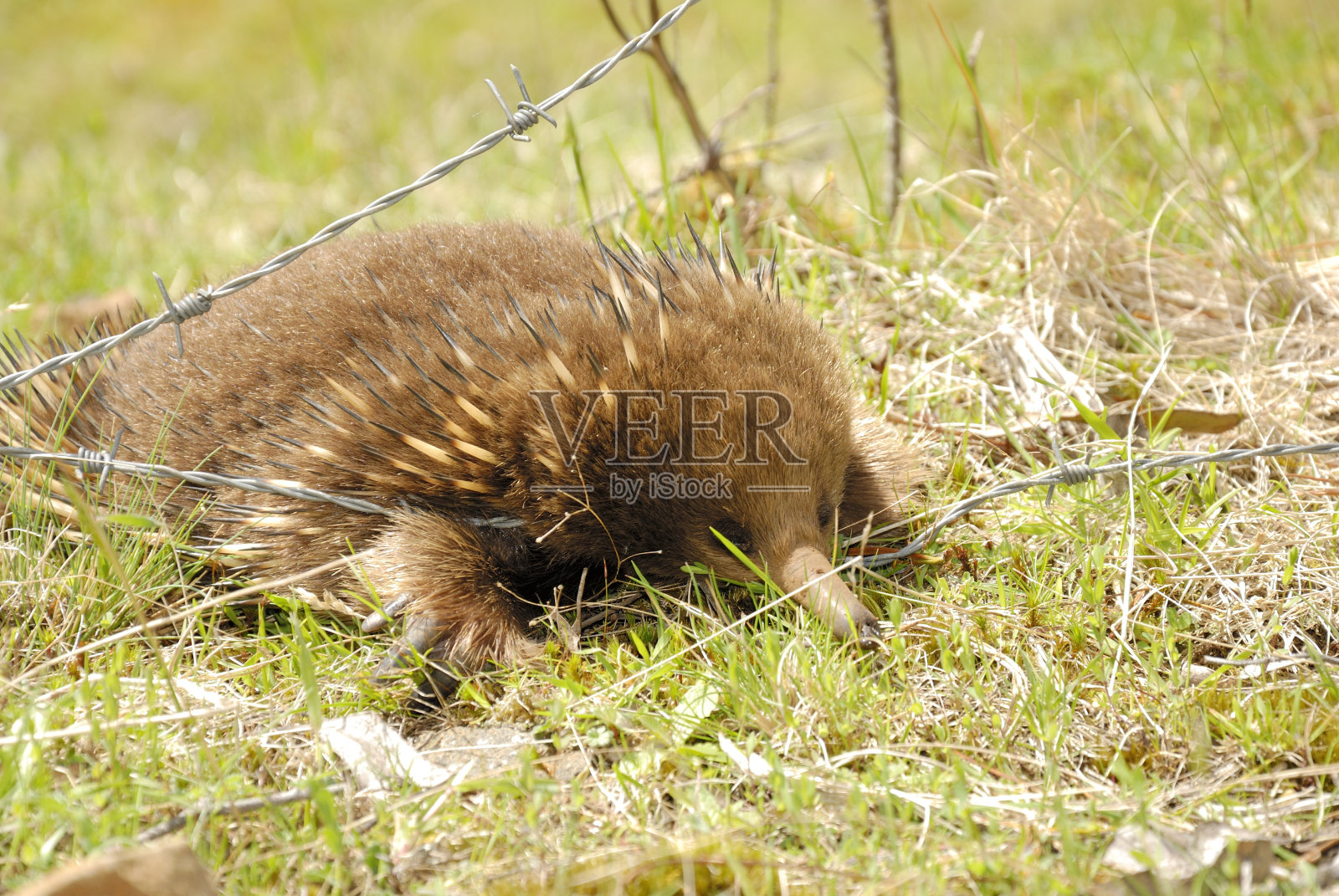 针鼹鼠照片摄影图片
