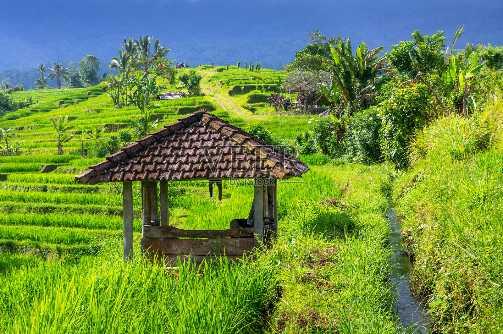 印度尼西亚，亚洲，巴厘岛，Jatiluwih的梯田照片摄影图片