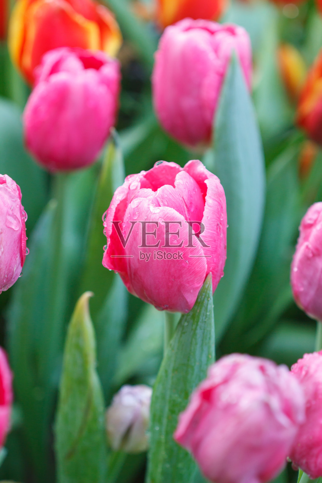 花园里的彩色郁金香照片摄影图片