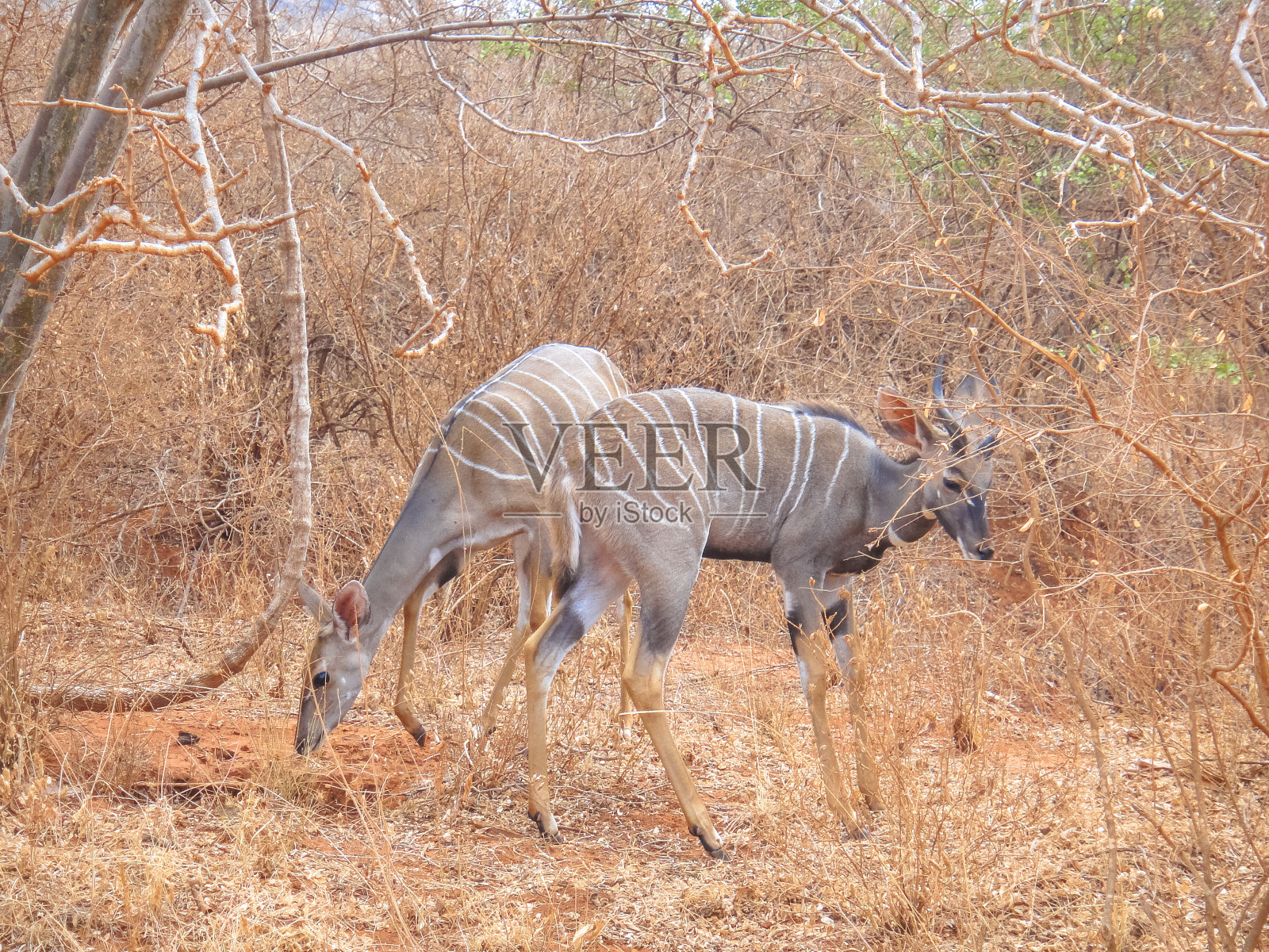 非洲大草原上的羚羊照片摄影图片
