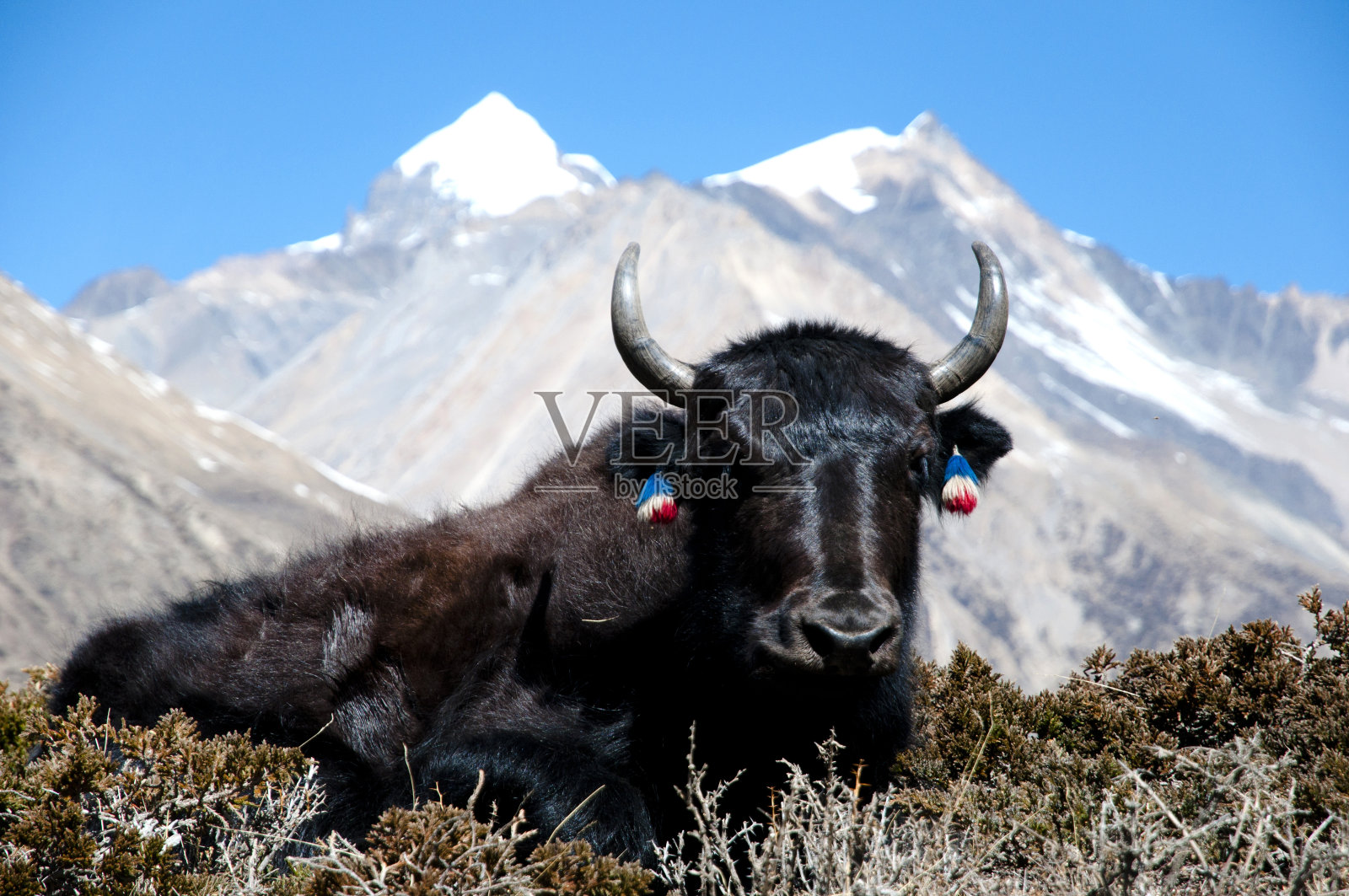 尼泊尔牦牛照片摄影图片