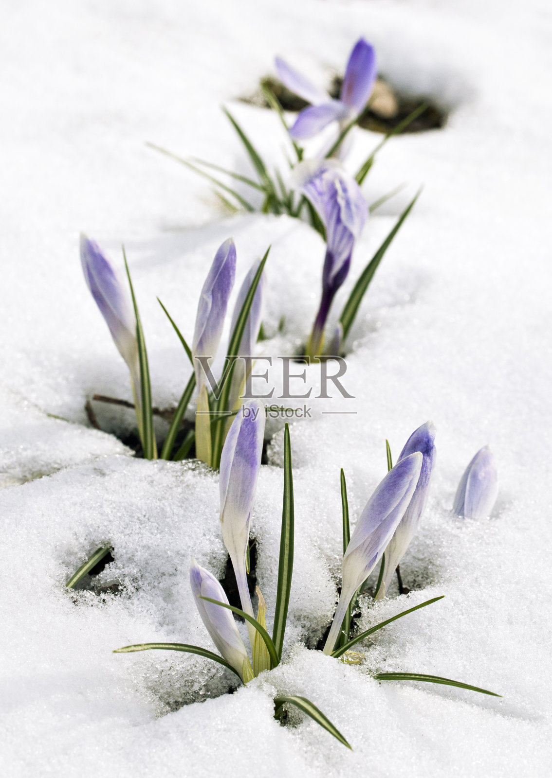 雪中的番红花照片摄影图片