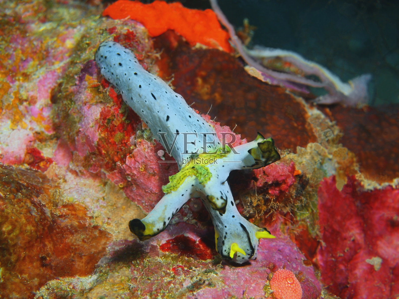 真正的海蛞蝓照片摄影图片