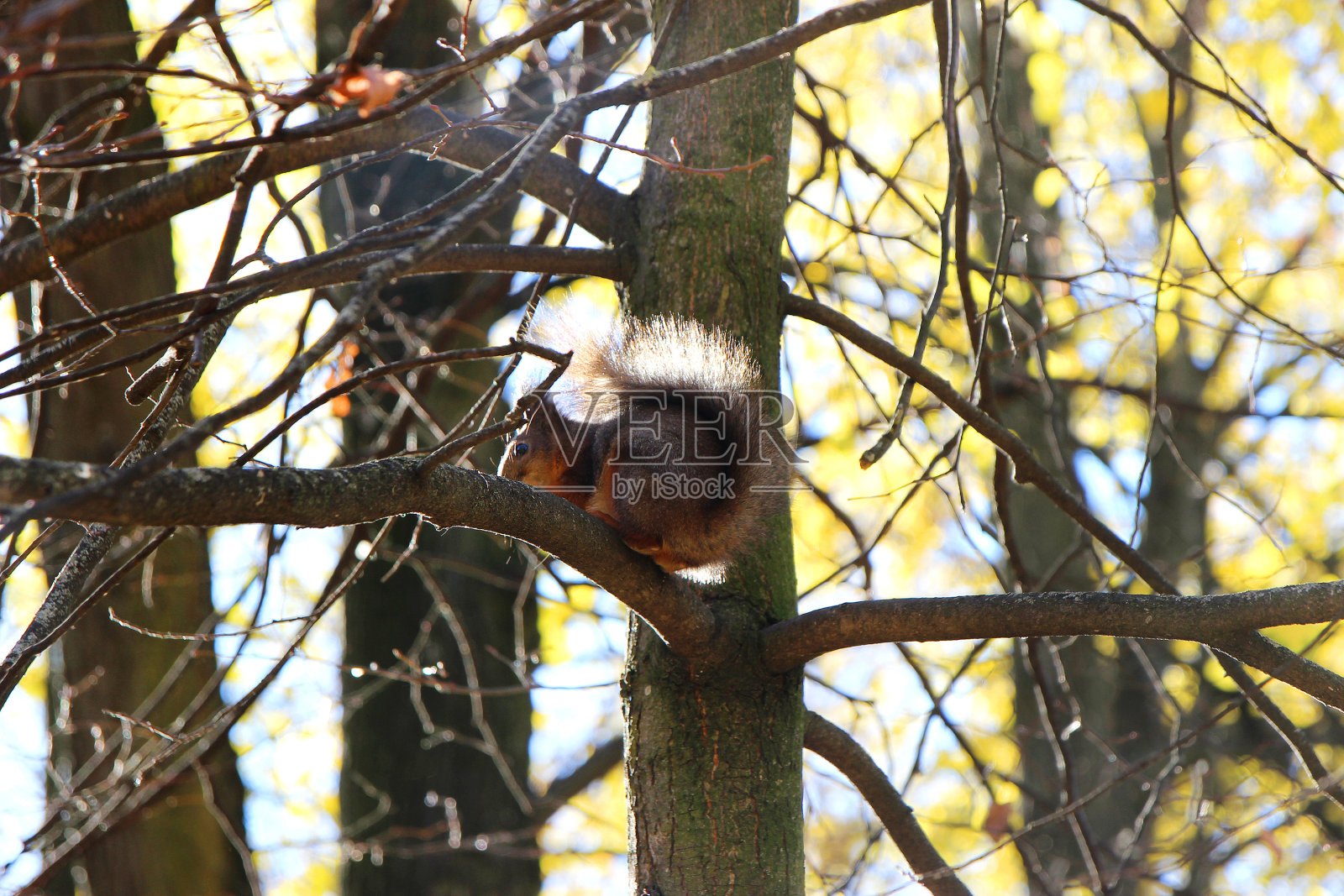 公园里的松鼠照片摄影图片