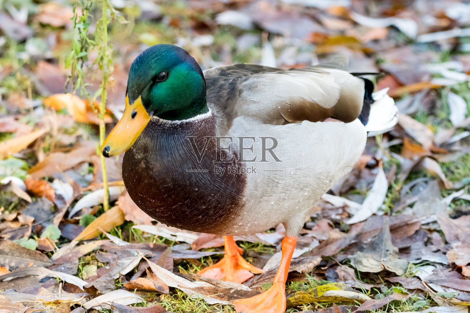 冬天的时候，公鸭在湖边照片摄影图片