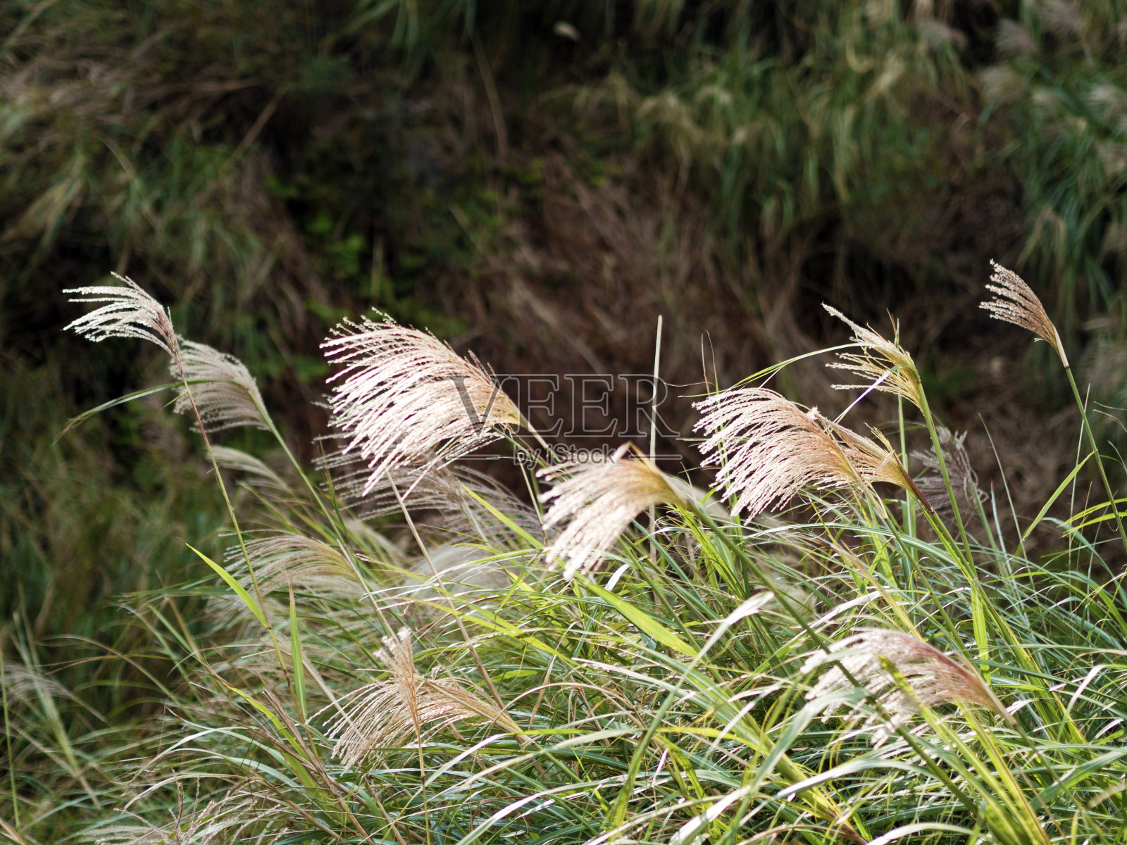 芒草在山照片摄影图片