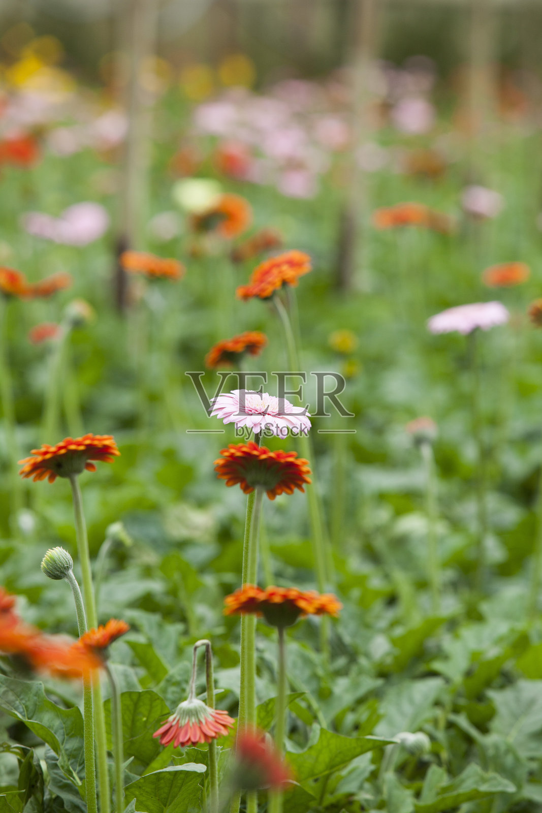 田野里五颜六色的雏菊照片摄影图片