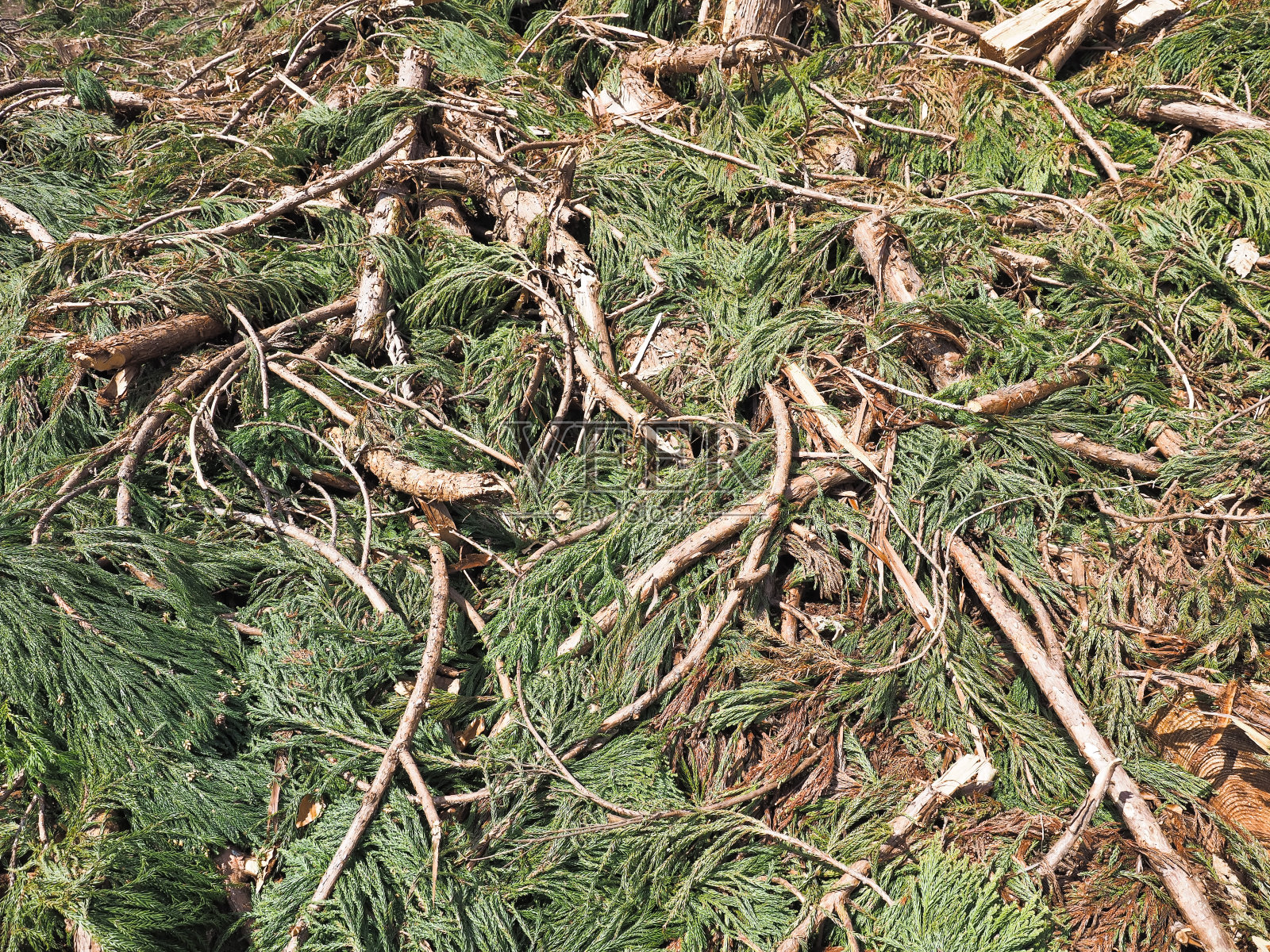 森林砍伐照片摄影图片