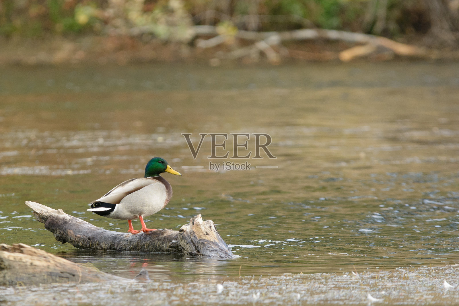 原木上的野鸭照片摄影图片
