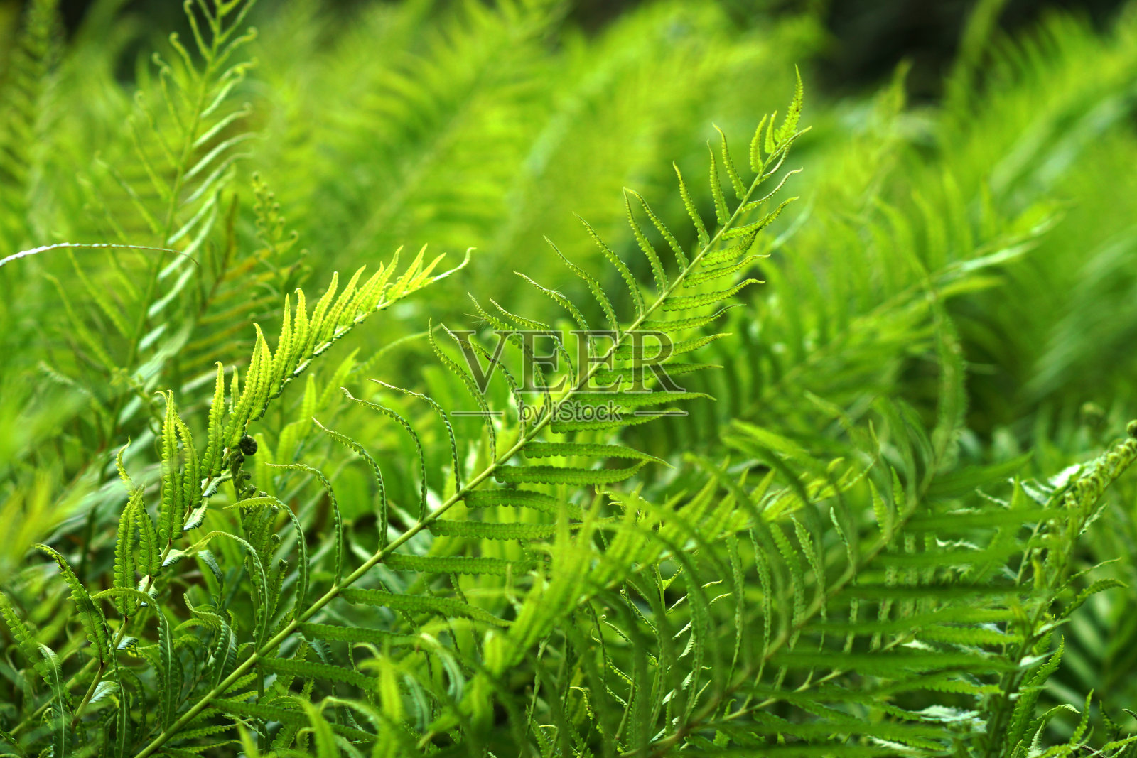 生长在森林中的绿蕨照片摄影图片