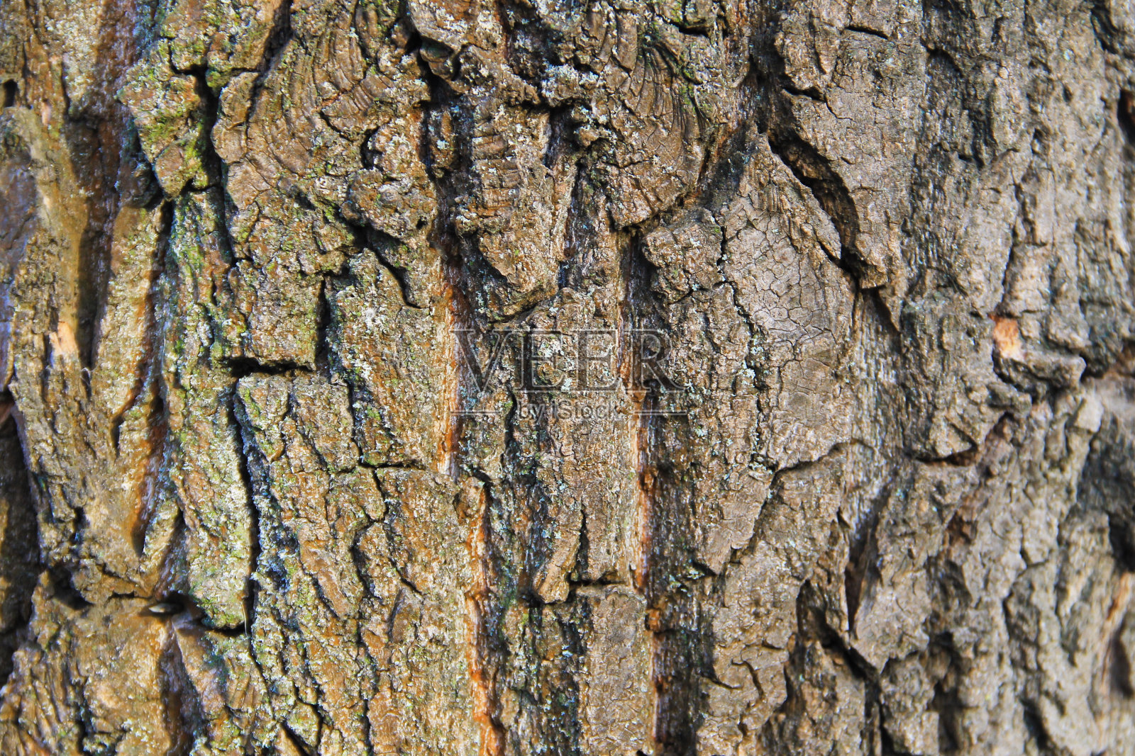 树皮纹理。木头的背景照片摄影图片