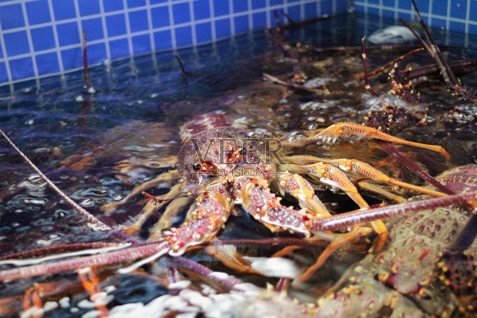 餐厅水槽里的龙虾照片摄影图片