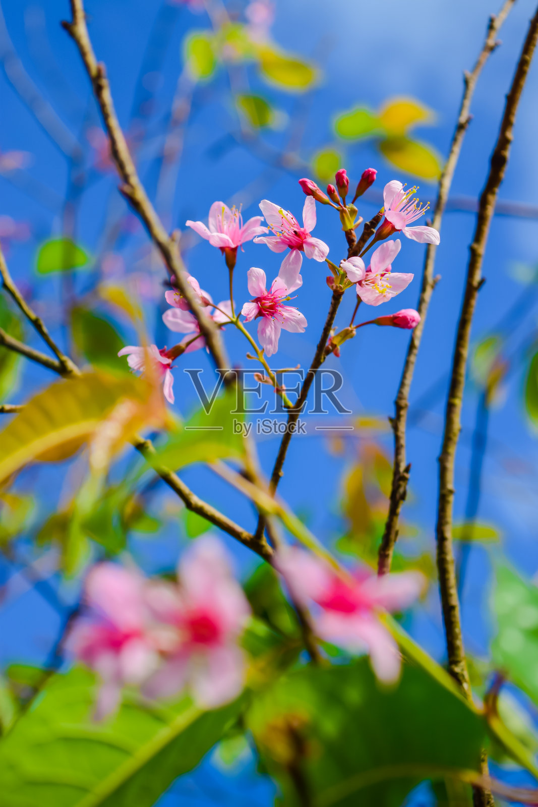 泰国樱花照片摄影图片