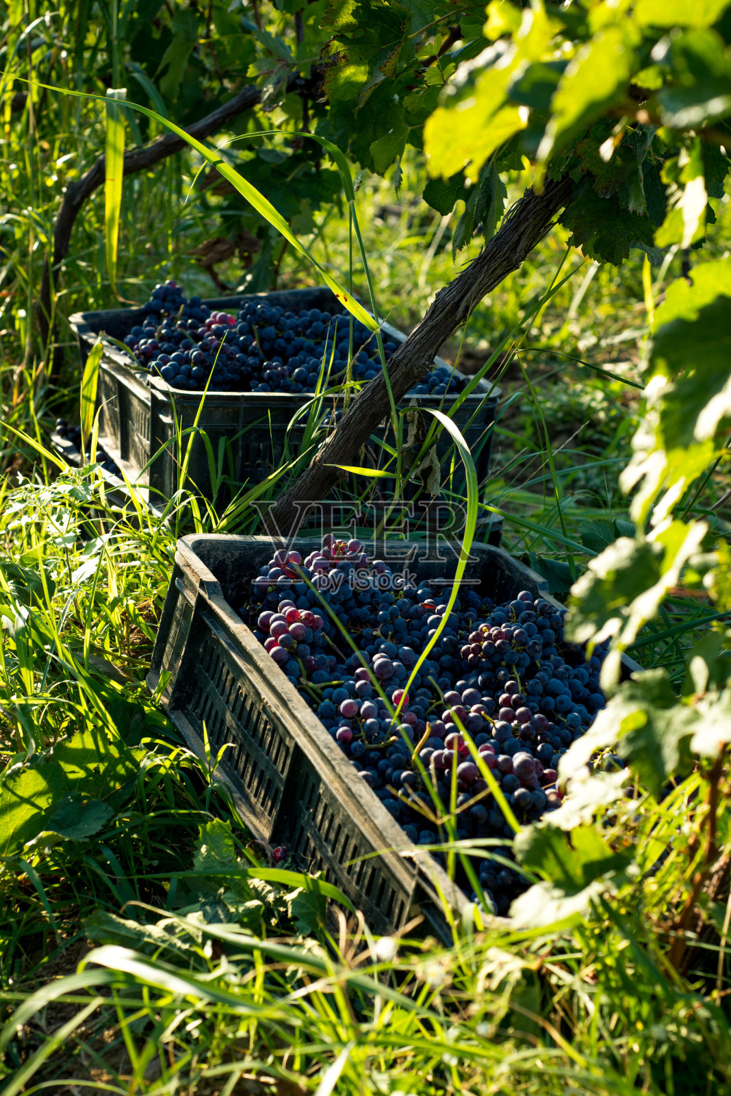葡萄wineyard照片摄影图片