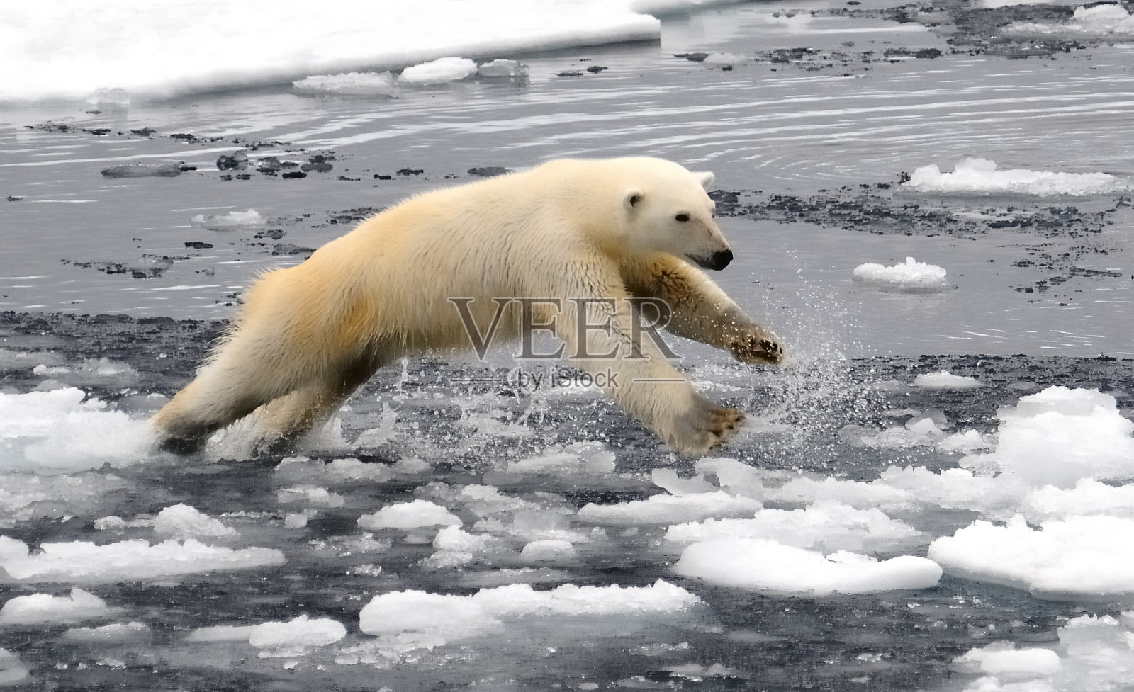 北极熊跳照片摄影图片