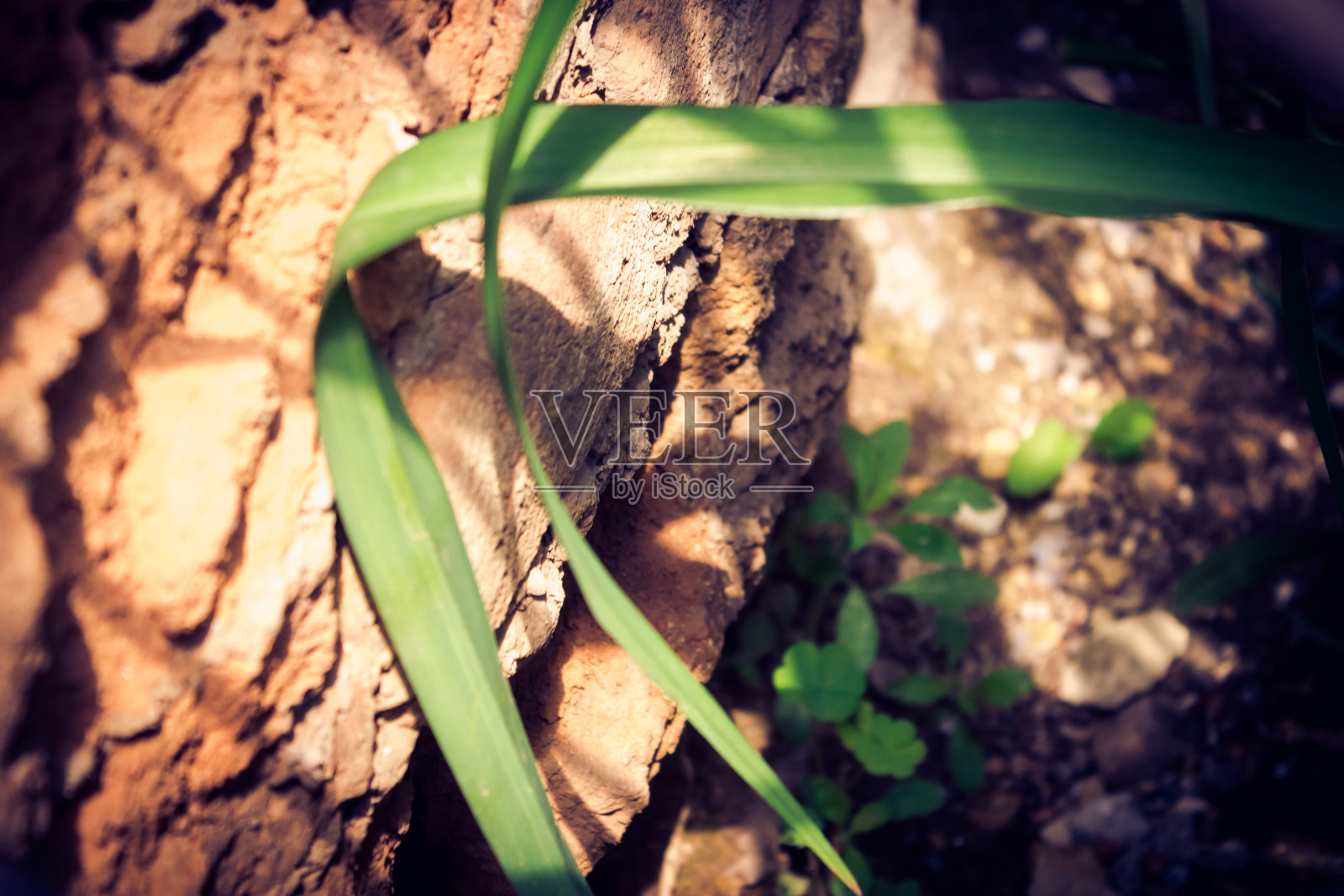 近距离拍摄到一片长叶子照片摄影图片