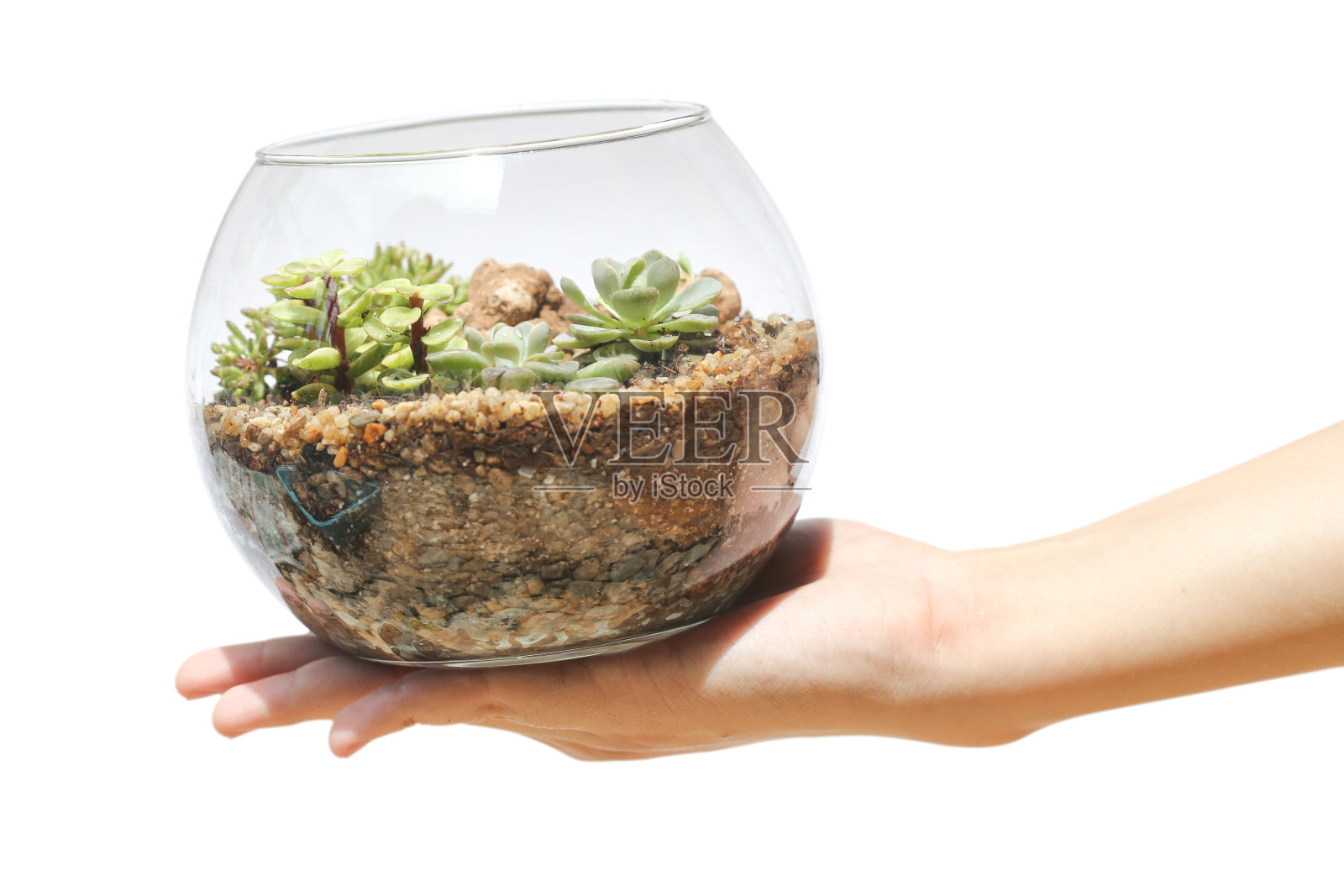 盆景树瓶在白色的背景照片摄影图片