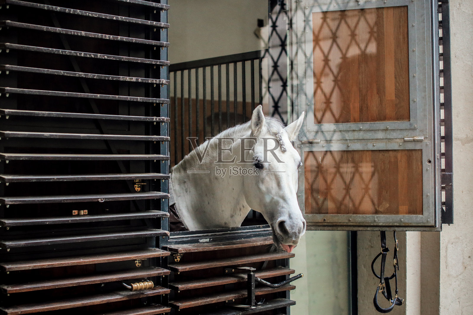 自家的马照片摄影图片