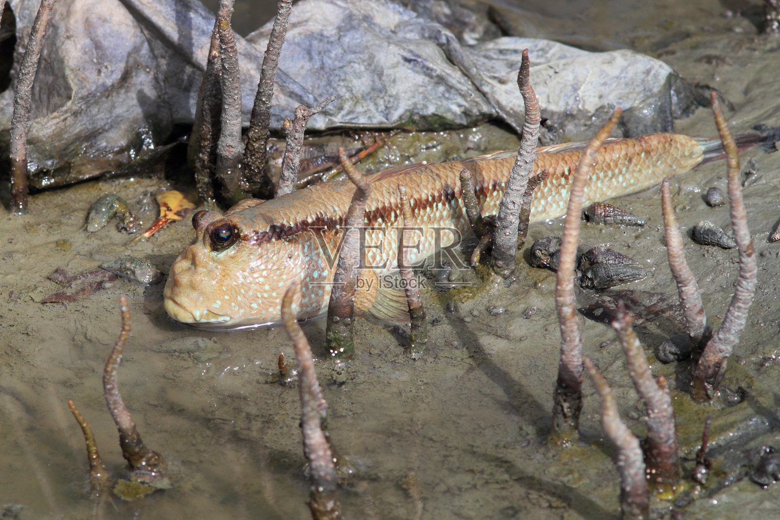 弹涂鱼照片摄影图片