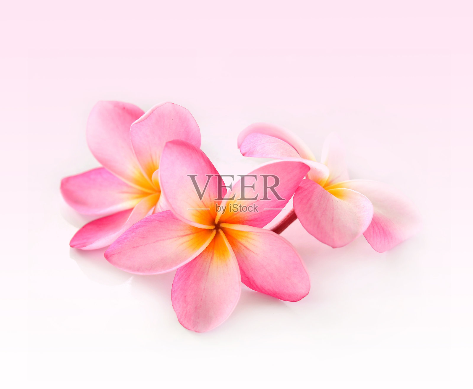 鸡蛋花花孤立在白色上照片摄影图片