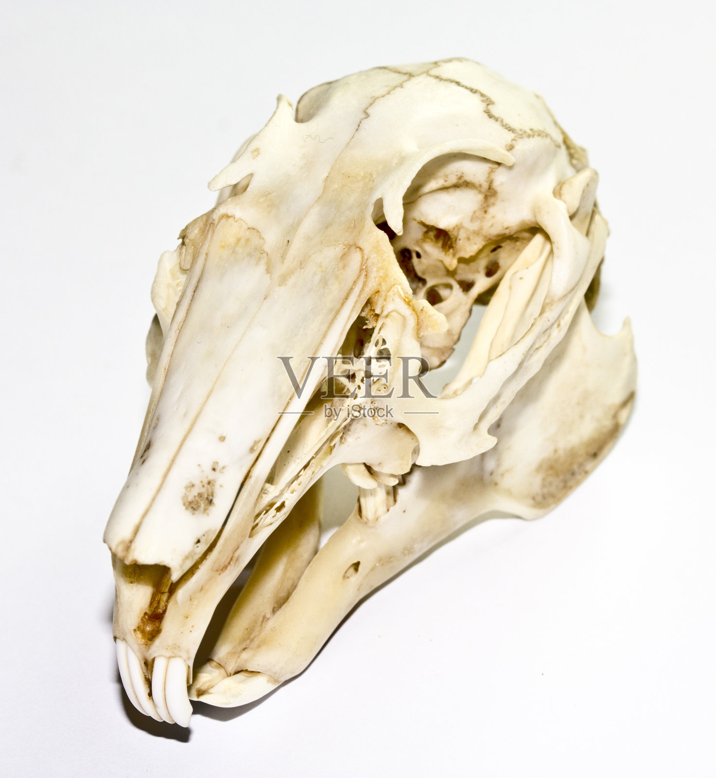 兔颅骨照片摄影图片