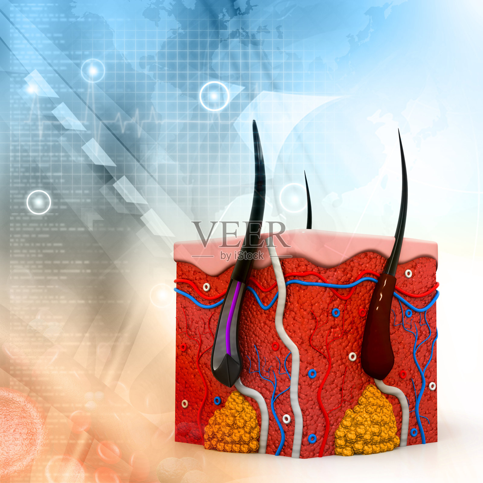 人体皮肤解剖截面照片摄影图片