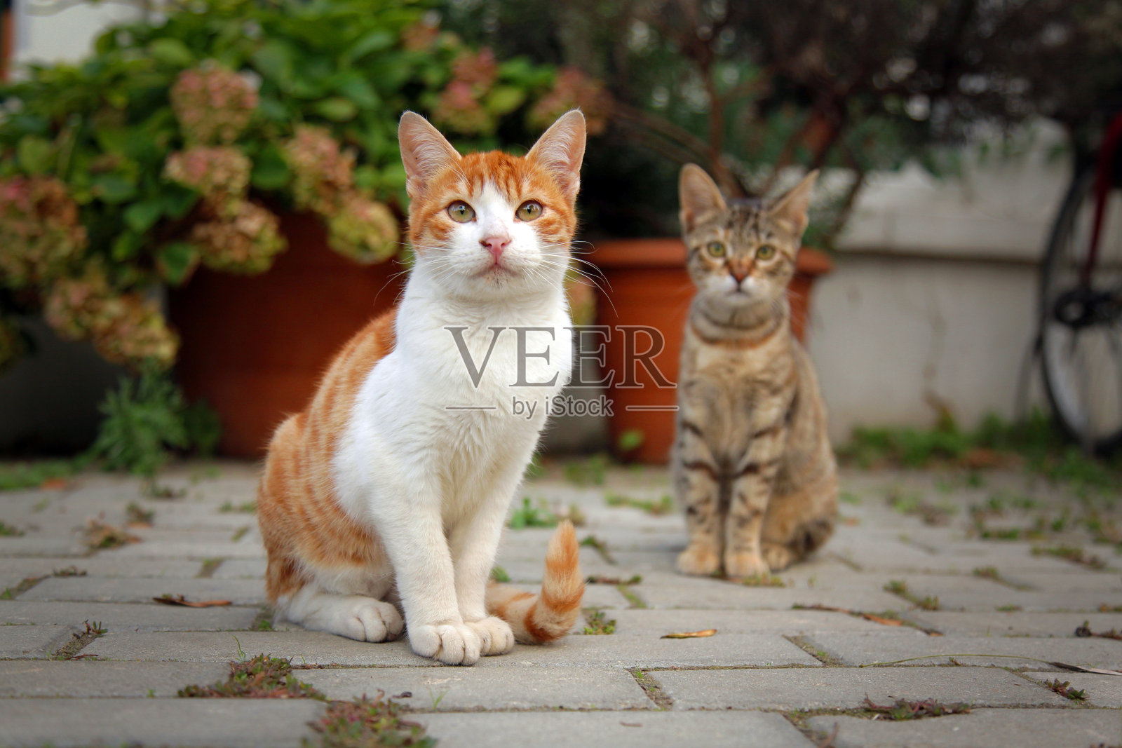 两只小猫照片摄影图片