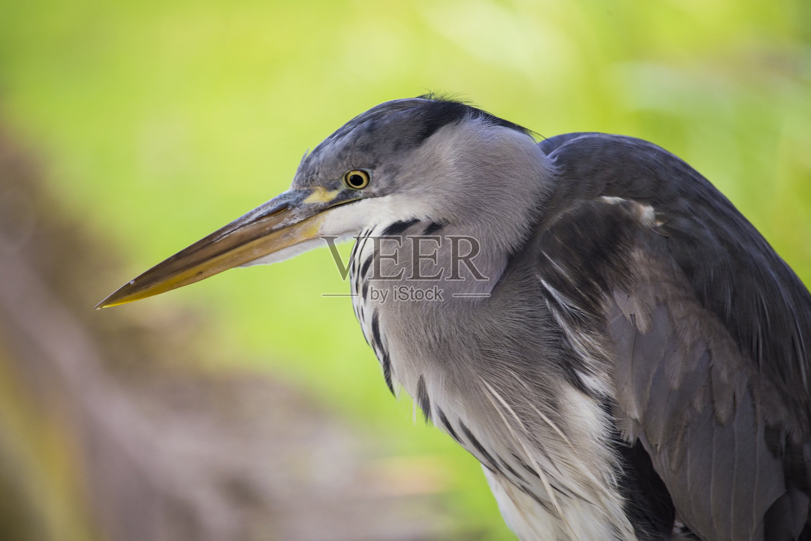 苍鹭(苍鹭)照片摄影图片