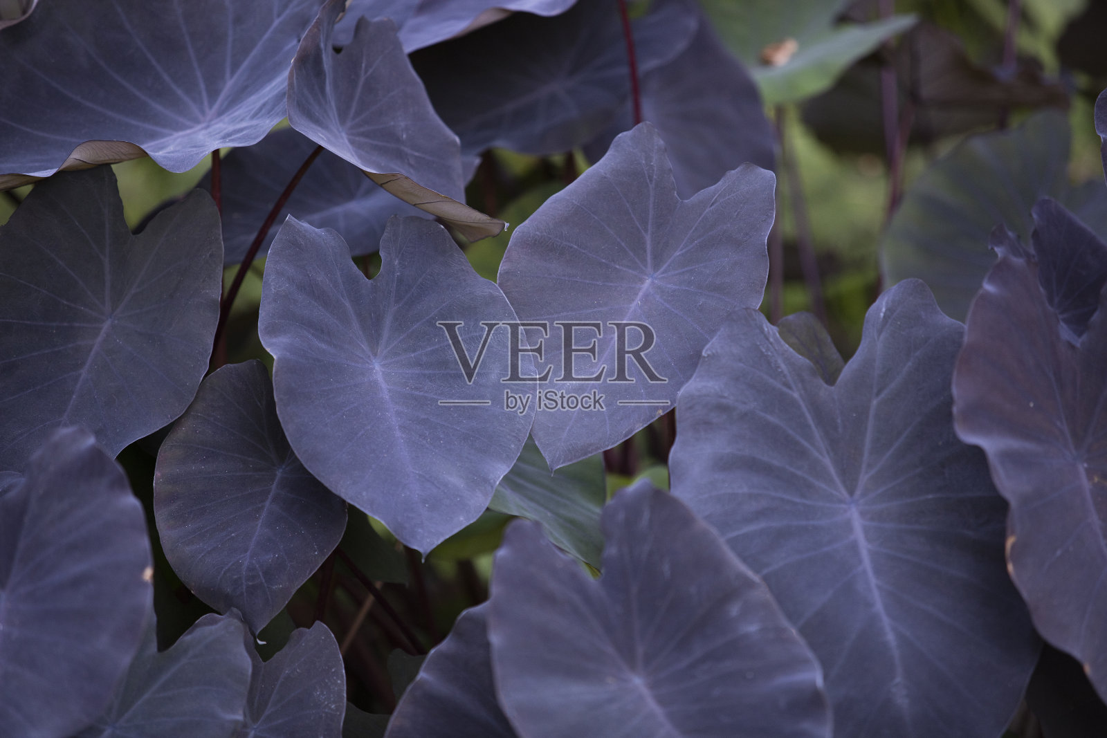 芋属植物耐照片摄影图片