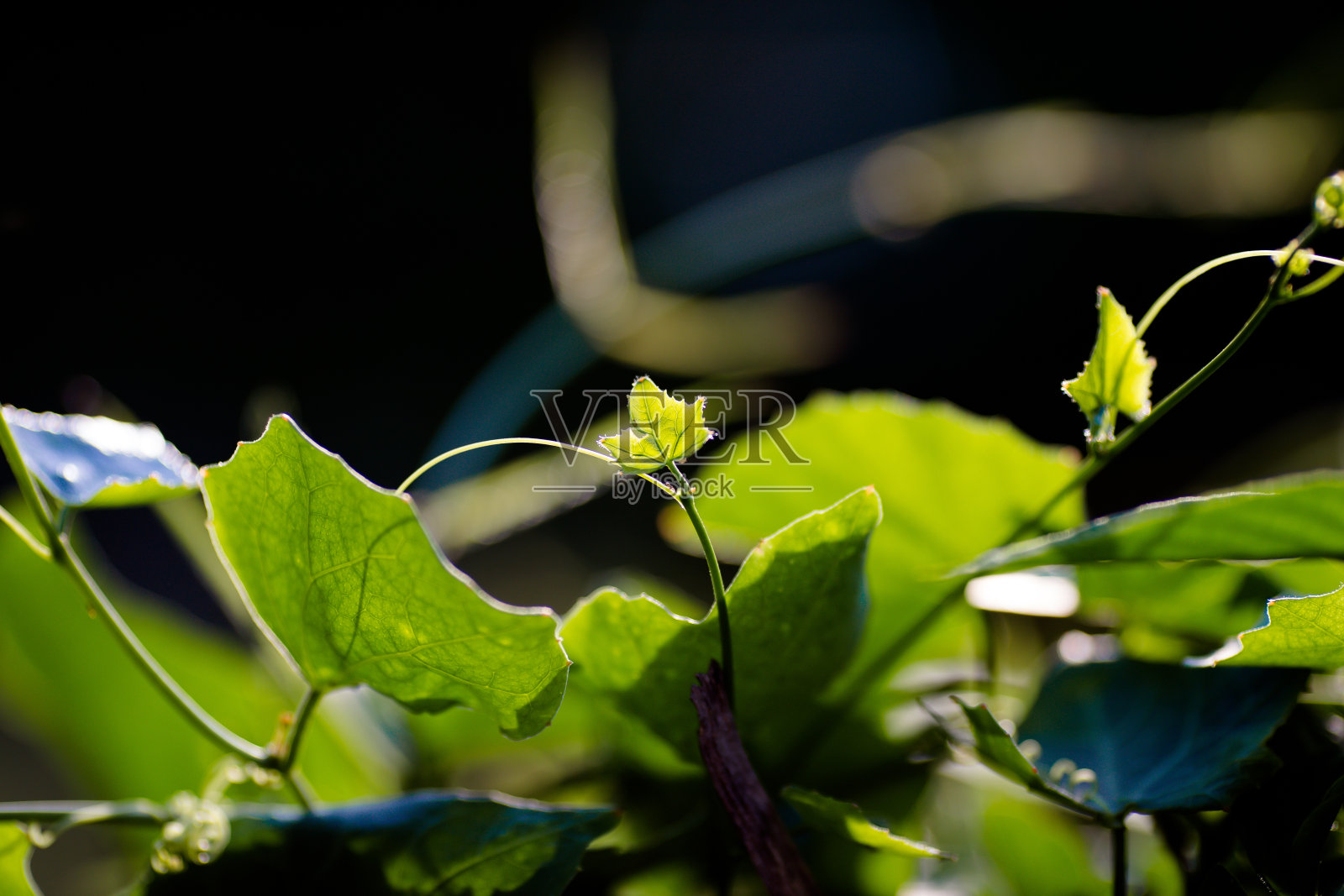 叶子鲜绿照片摄影图片