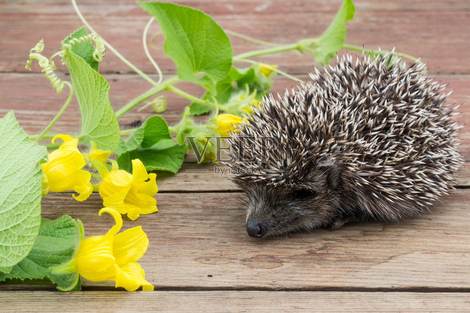 好奇的小刺猬和花特拉迪安塔照片摄影图片