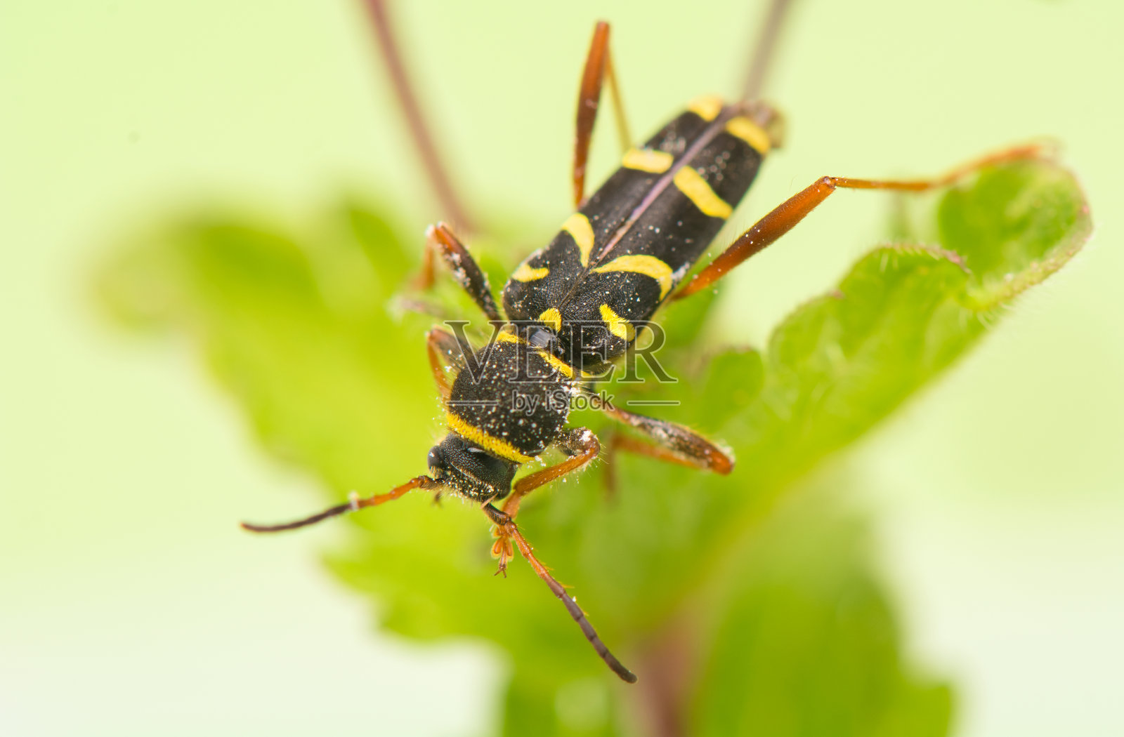 甲壳虫 - 克莱图斯·阿里蒂斯照片摄影图片