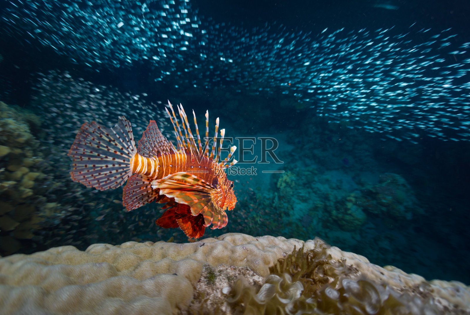红海照片摄影图片