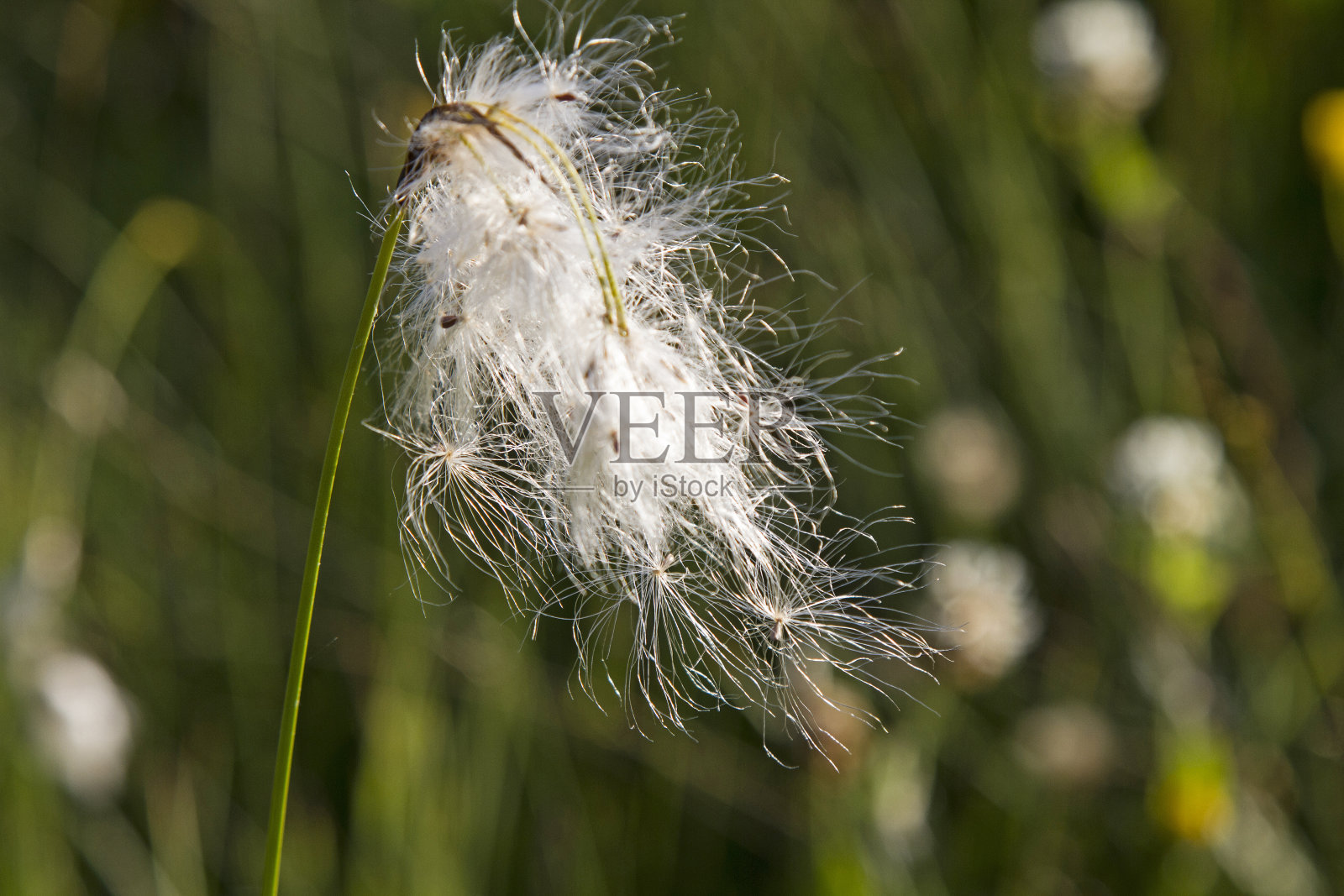 埃里奥弗鲁姆照片摄影图片