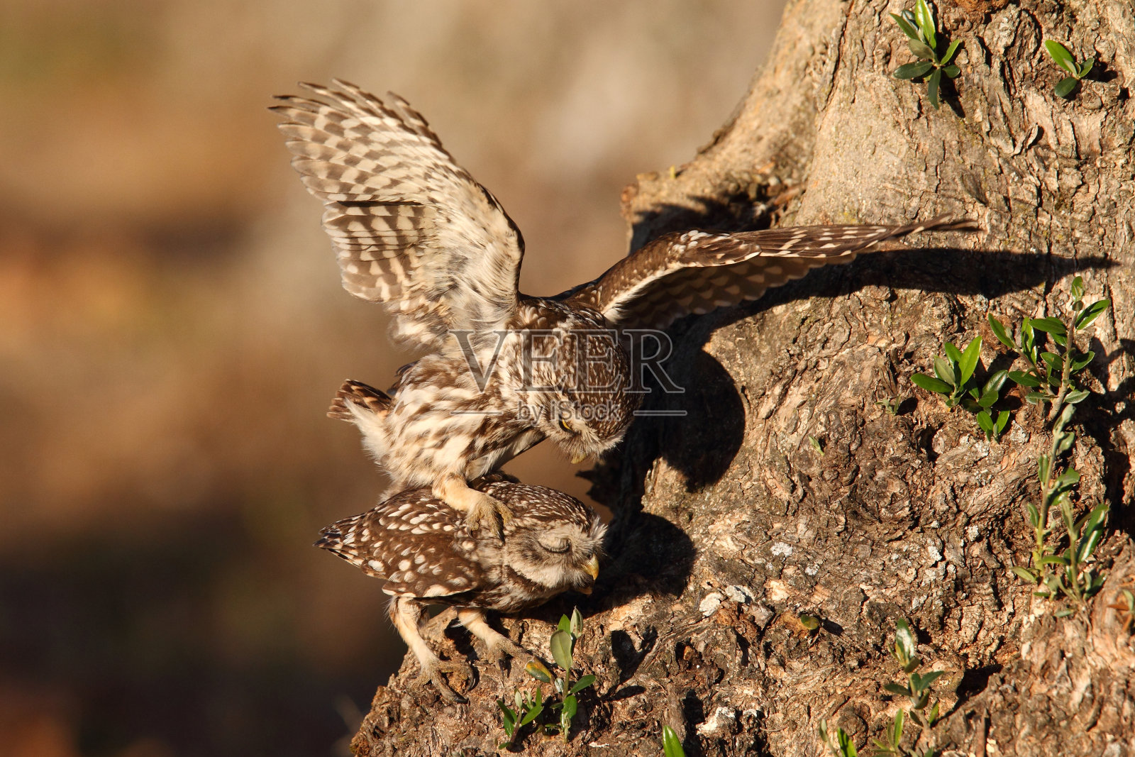 小猫头鹰照片摄影图片