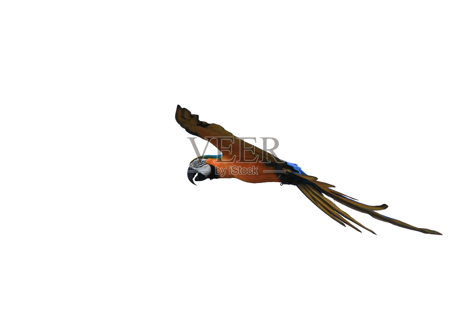 金刚鹦鹉孤立在白色背景上照片摄影图片