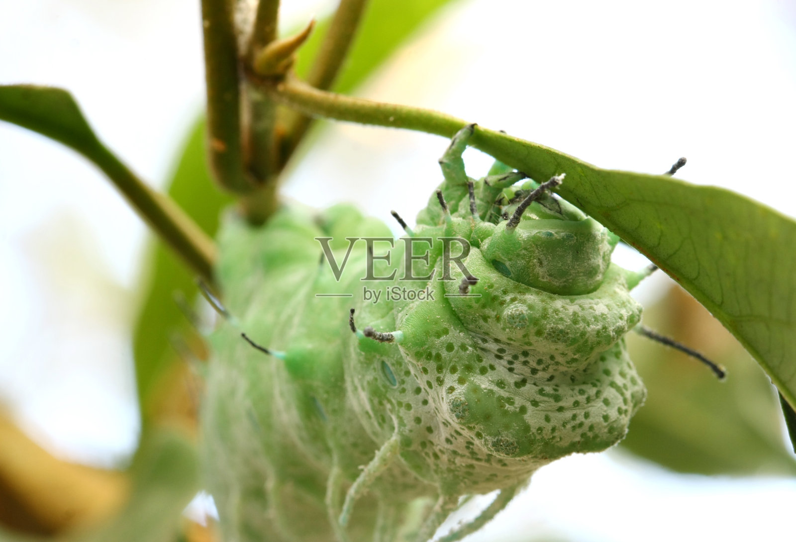 近树蝴蝶虫照片摄影图片